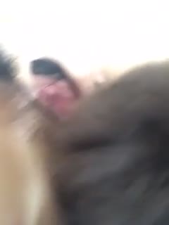 一级猎罪电影简介在线观看免费-久久99精-成人AV