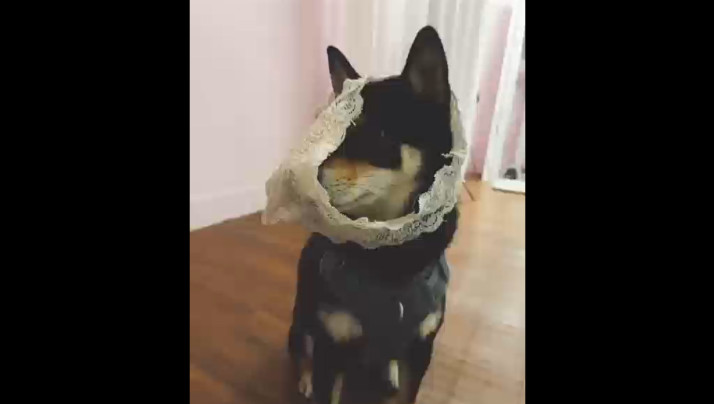 免费观看成人性生生活片-国产精品理论在线观看-成人AV