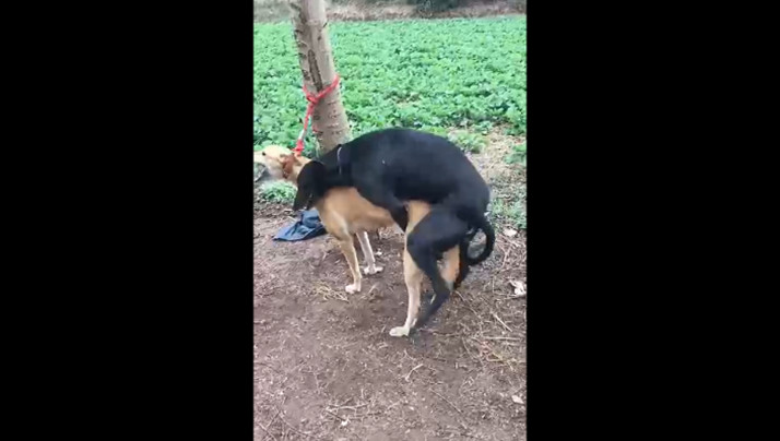 狠狠躁狠狠躁视频专区-国产资源一区二区-成人AV